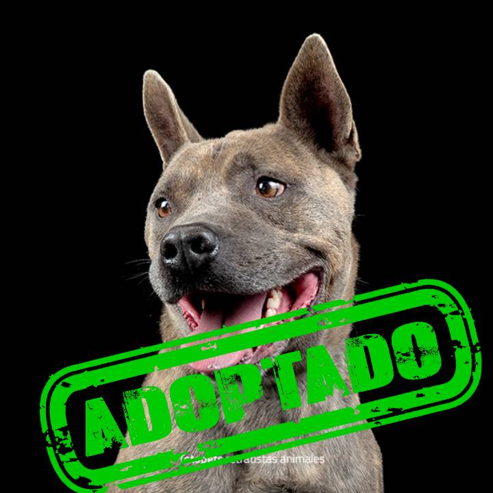 TAYSON-ADOPT