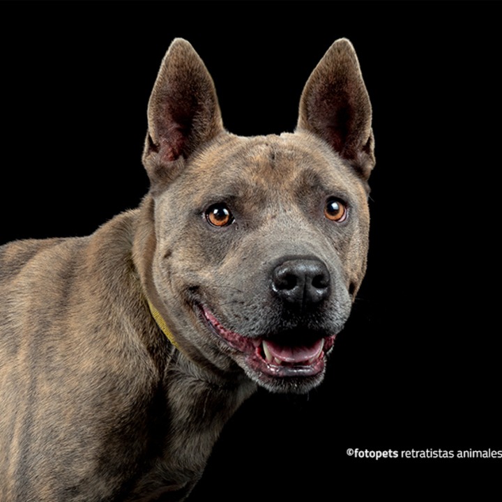 TAYSON FTP 2