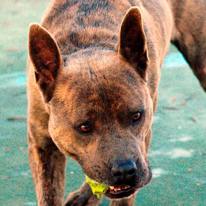 tayson1