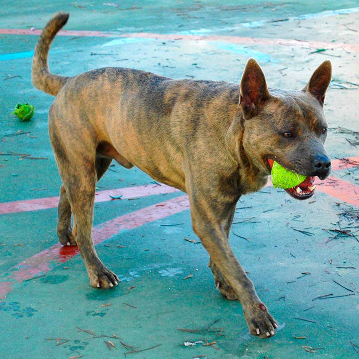 tayson2