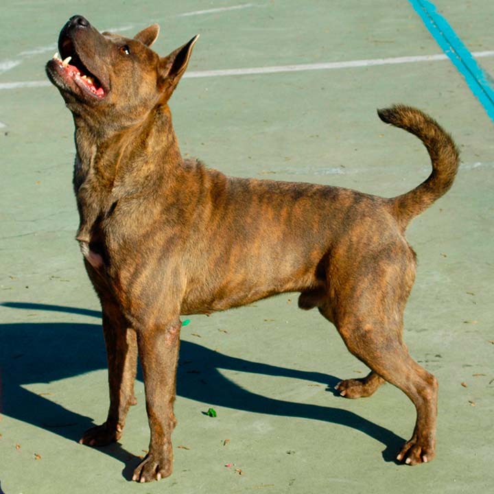 tayson3
