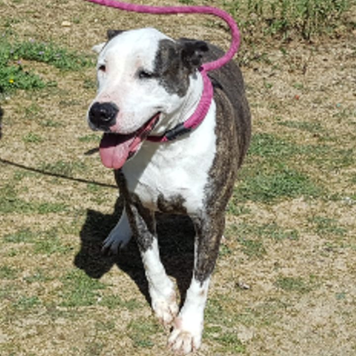 BIMBA b
