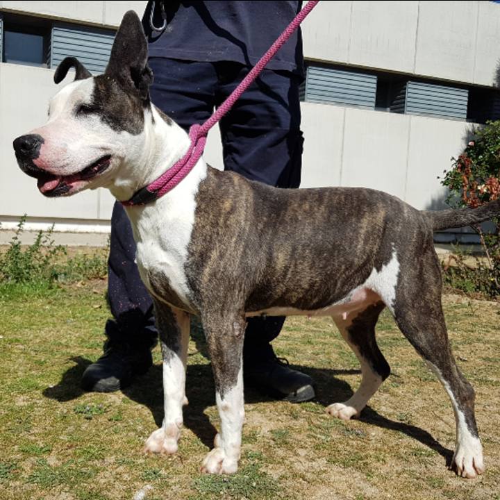 BIMBA c