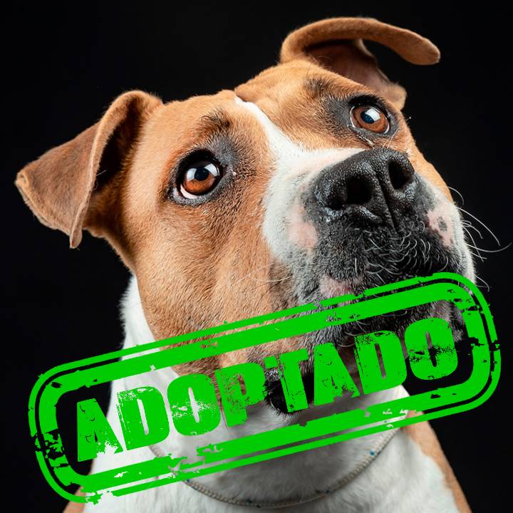 BENITA ADOPT