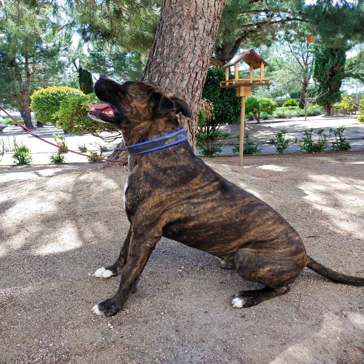 Turko_1