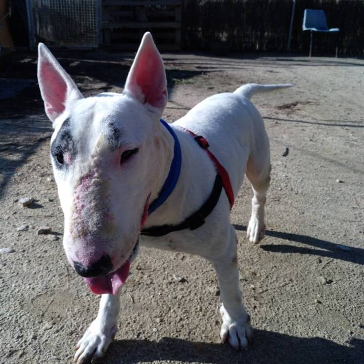 Bull_4