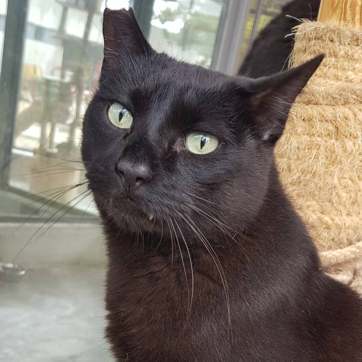 Choco_1