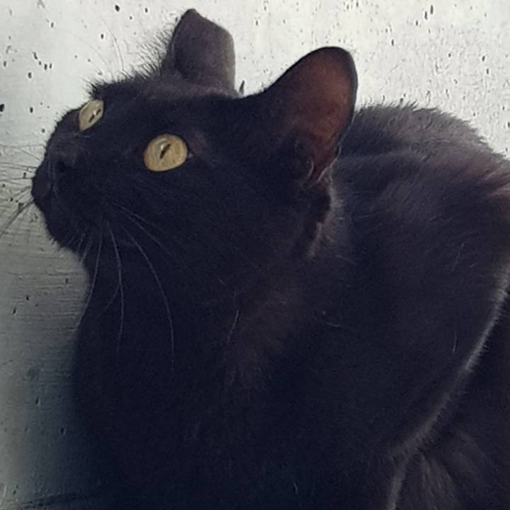 OREJITAS_4