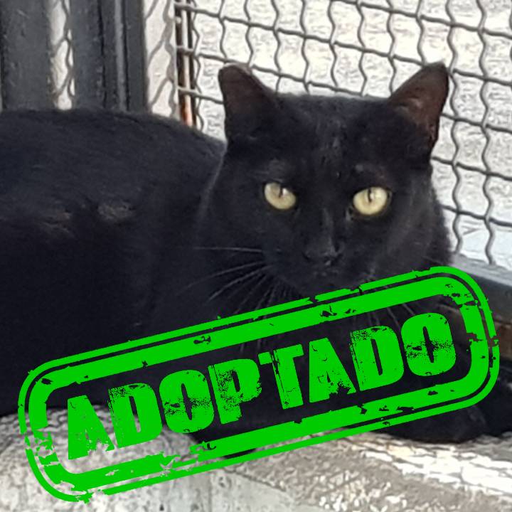 OREJITAS_adoptado