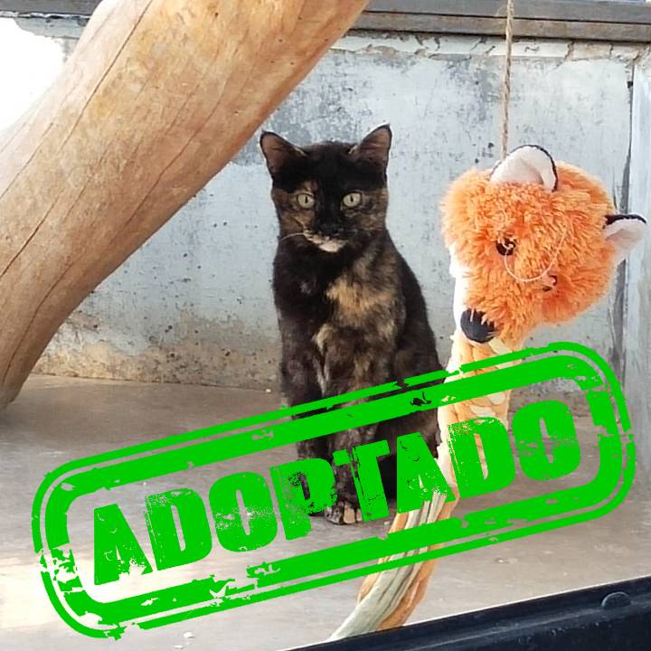 LARA ADOPT