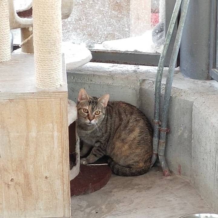 Cersei_1