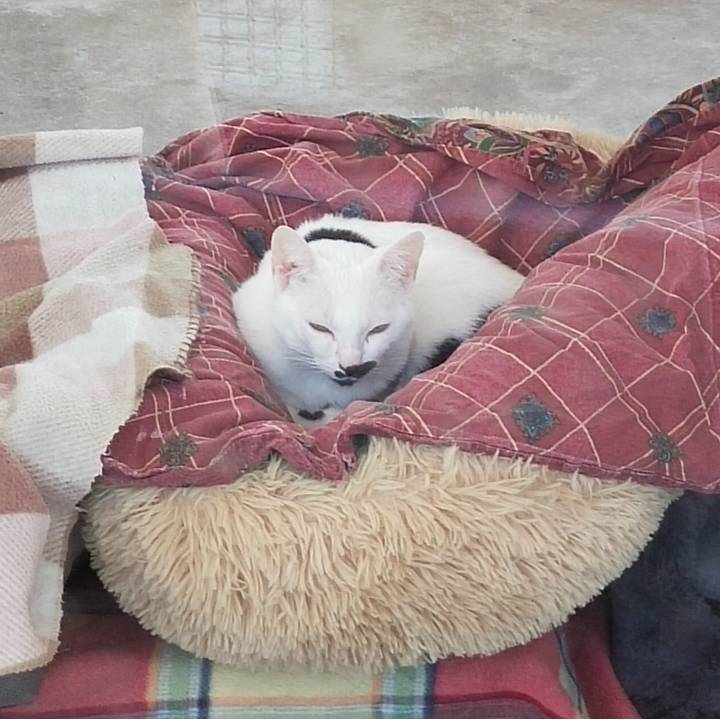 pekas_3