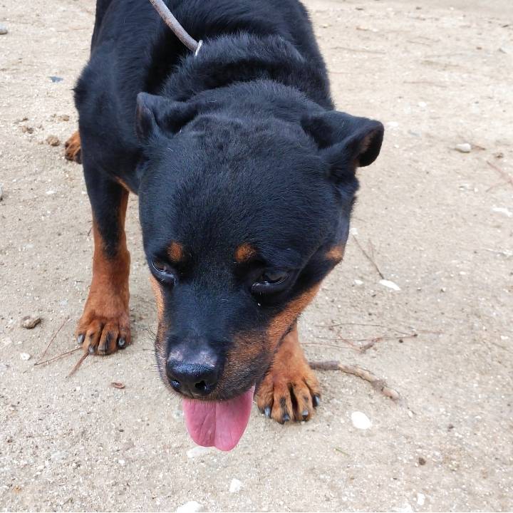 Pancho_1