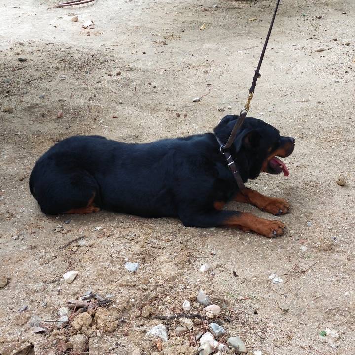 Pancho_2