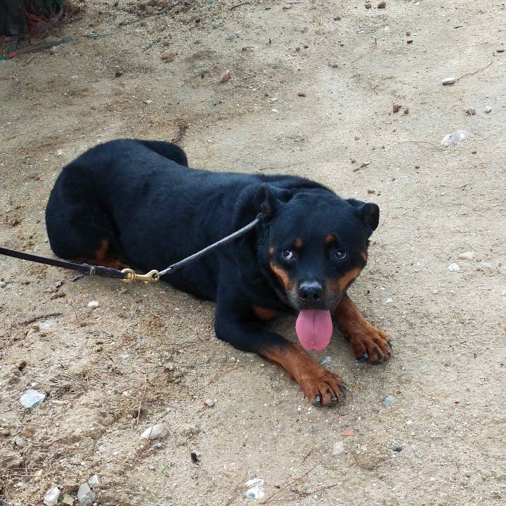 Pancho_3