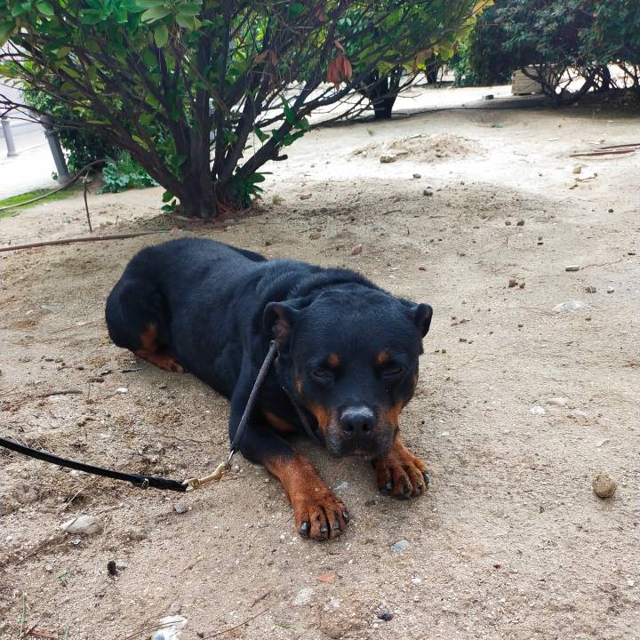 Pancho_4