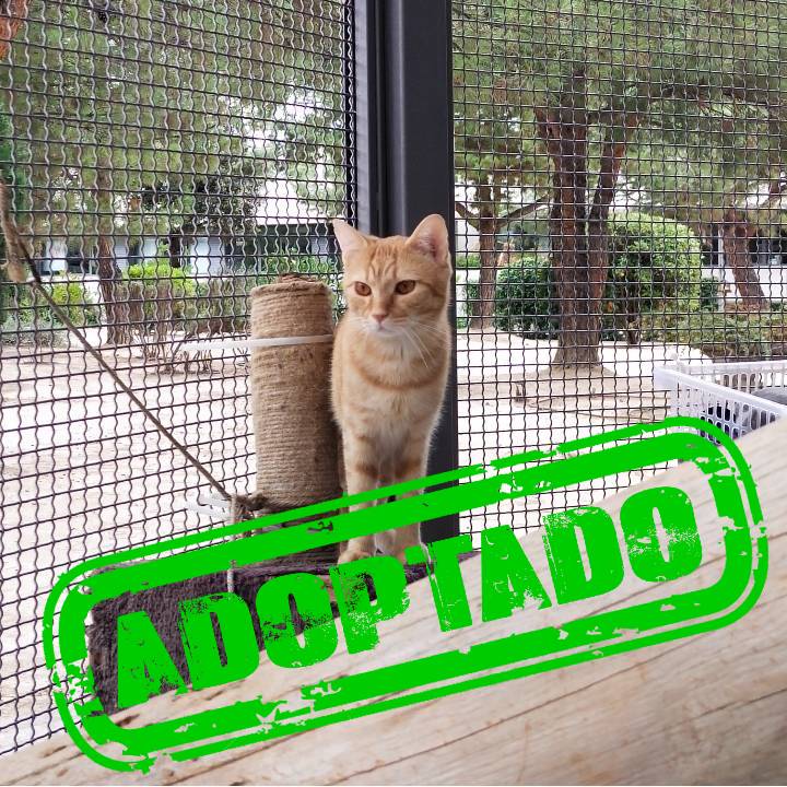 SOROS ADOPT