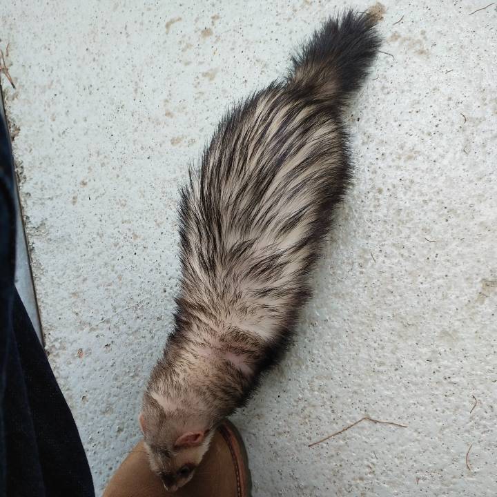 Sable_1