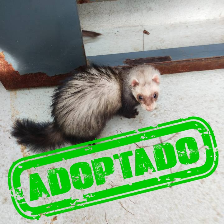 Sable_ADOPT