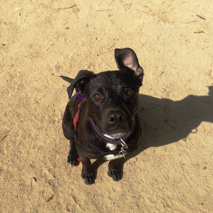 Blacky_2