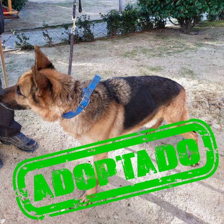 YAGO ADOPT