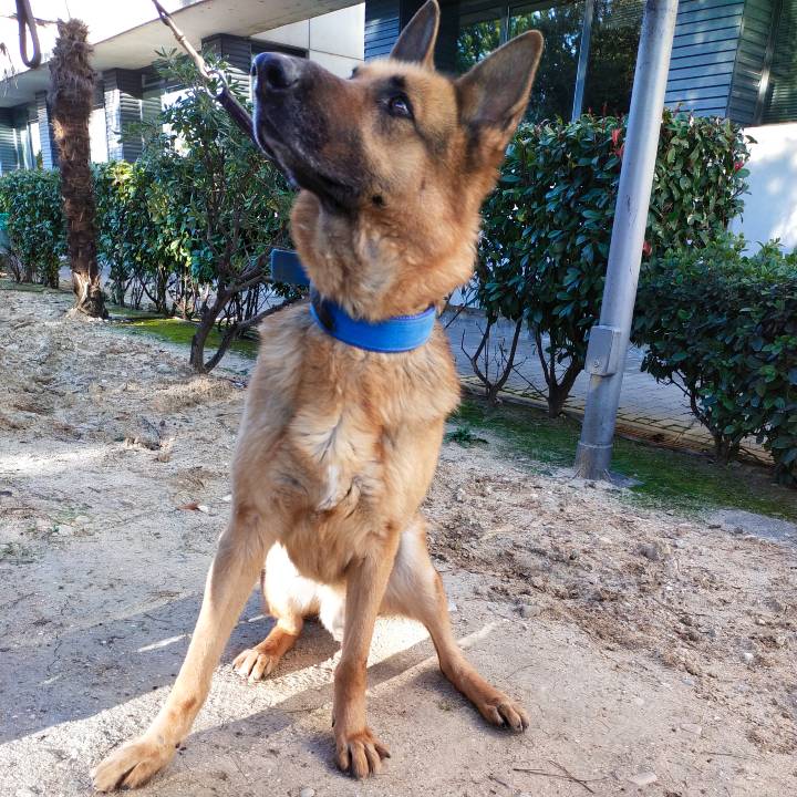 Yago_2