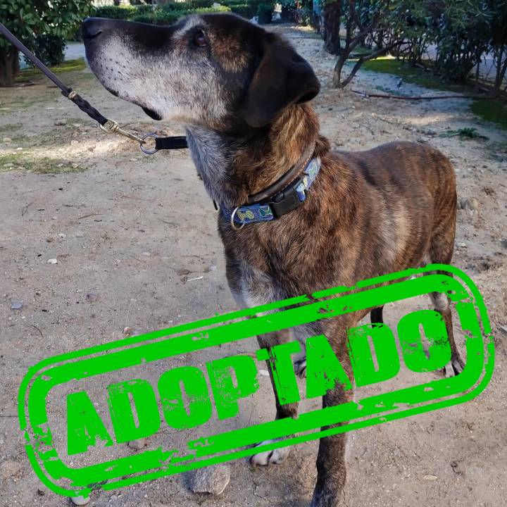 Gandalf_adoptado