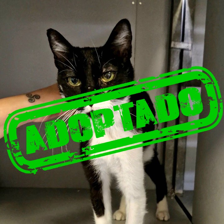 2023002062-01 ADOPT