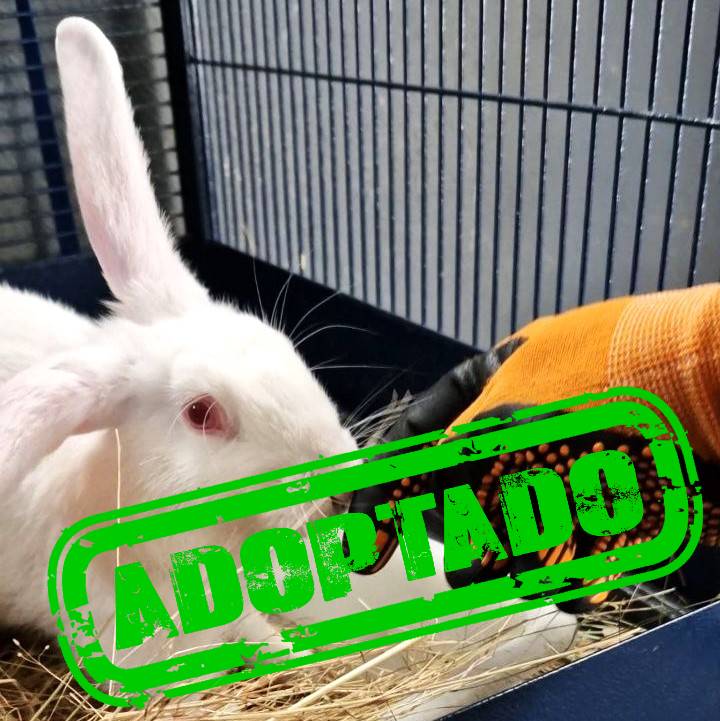 VEGA_ADOPT